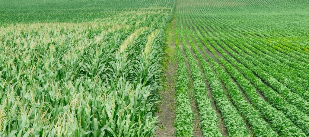 corn and soybeans